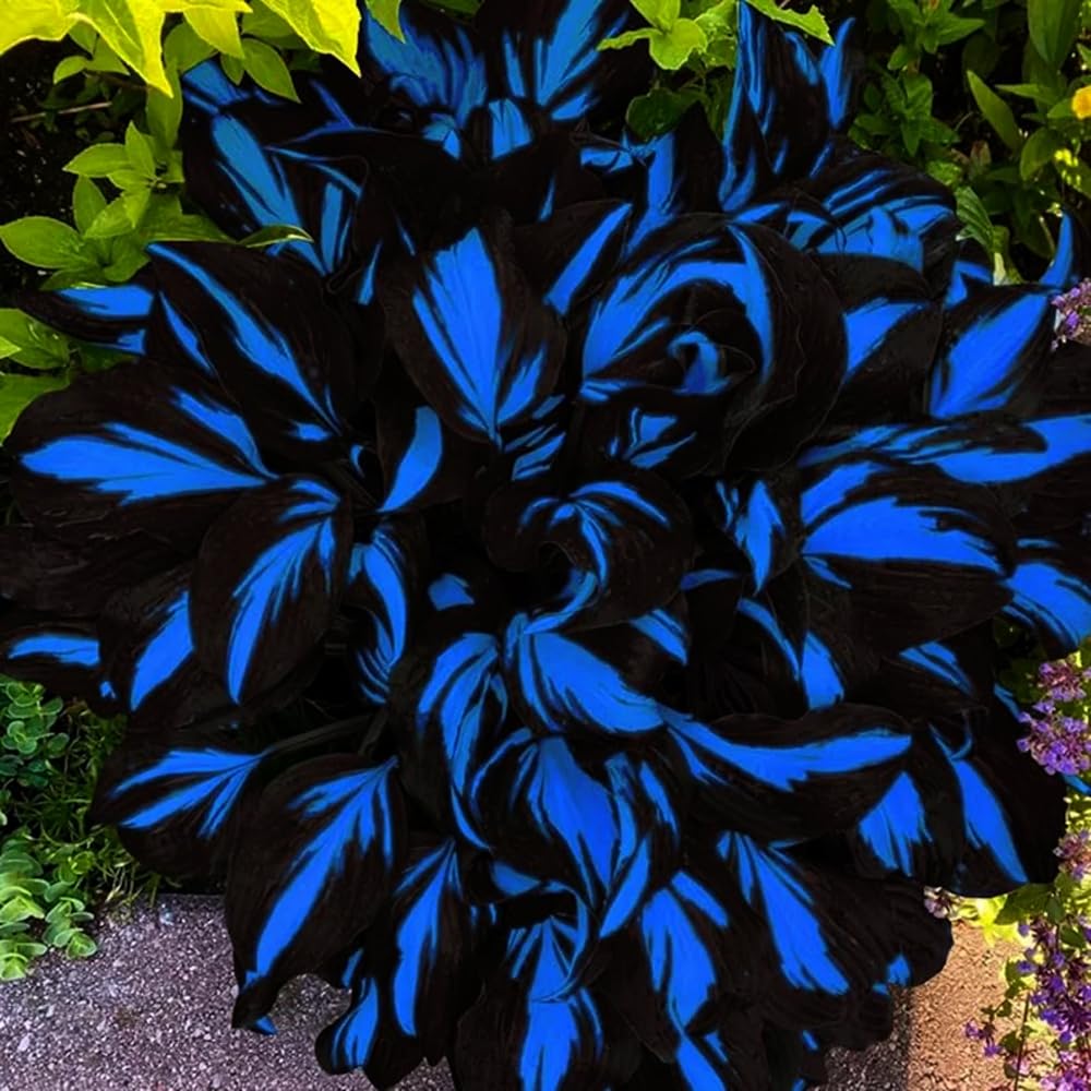 Mixrug hosta foliage closeup highlights leaf texture and color