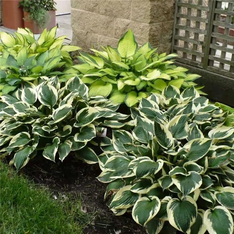 Mixrug Hosta leaves in shade bed form lush groundcover.