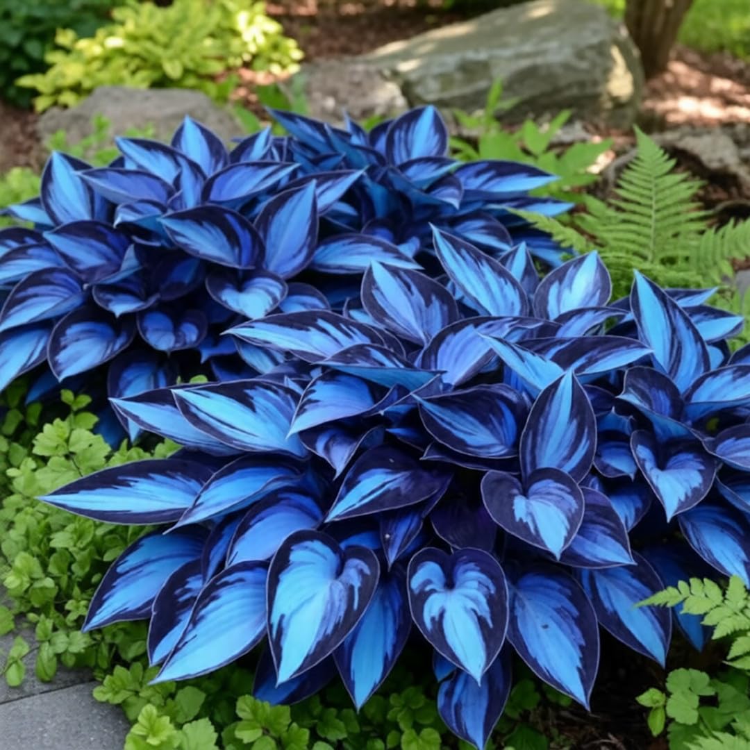 Mixrug hosta seeds in pots illustrate container-friendly planting