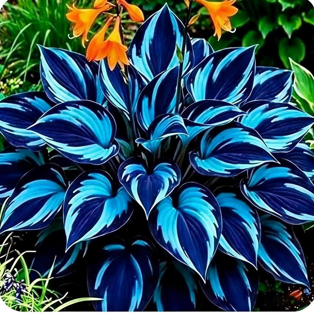Mixrug hosta seeds mix of mixed colors for vibrant ground cover and borders.