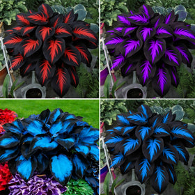 Mixrug Hosta seeds packaging showcases a diverse selection for shade gardens.