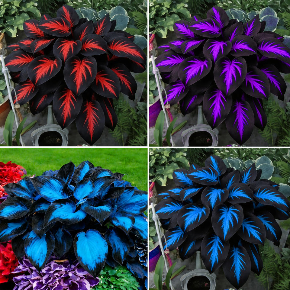 Mixrug Hosta seeds packaging showcases a diverse selection for shade gardens.