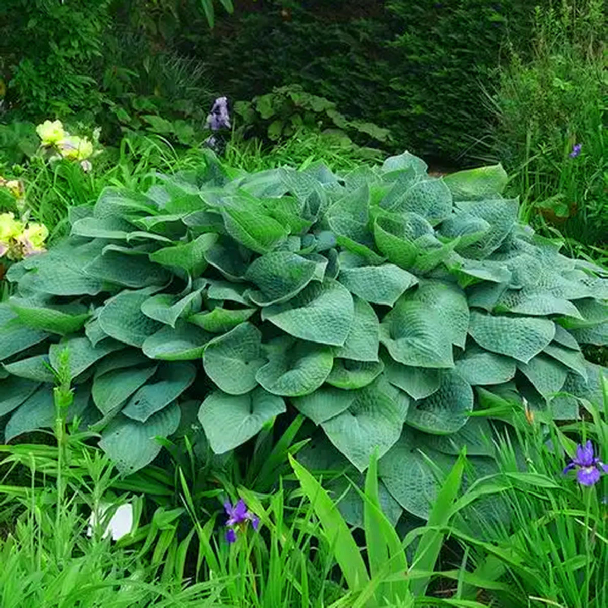 Mixrug Hosta seeds attract bees and butterflies along shaded borders.