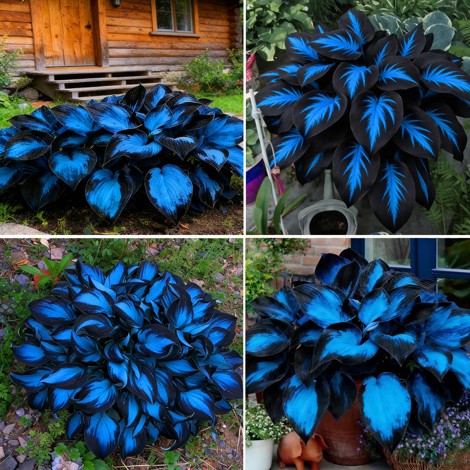 Mixrug Hosta seeds: rare perennial collection for diverse shade garden blooms.