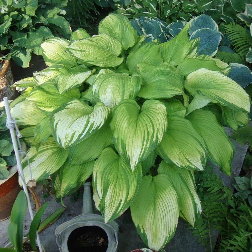 Mixrug Hosta seeds for shade garden setup supports low maintenance