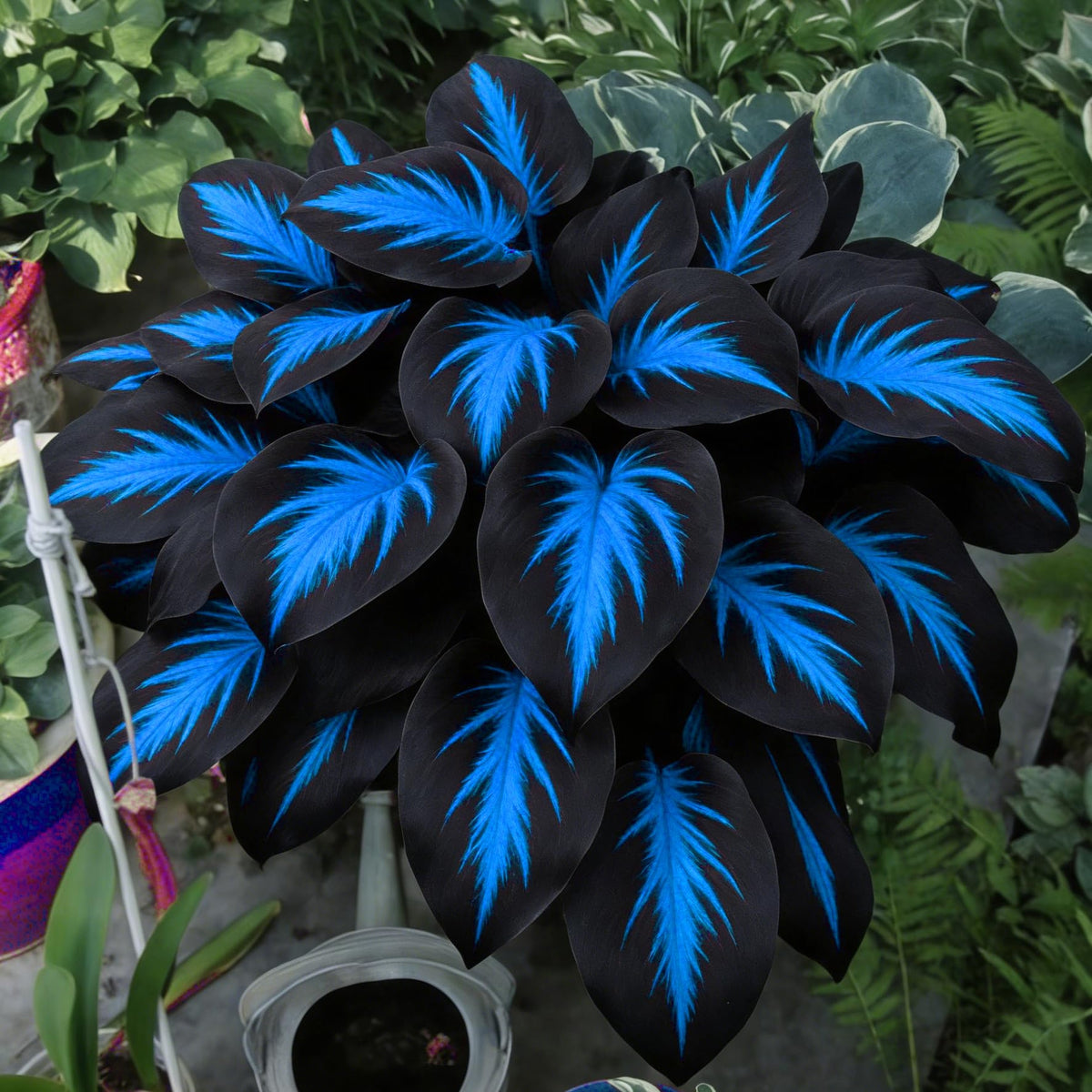 Mixrug Hosta seeds variety bundle highlights options for layered shaded borders.