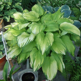 Mixrug Hosta seeds garden bed shade shows plants thriving under trees.
