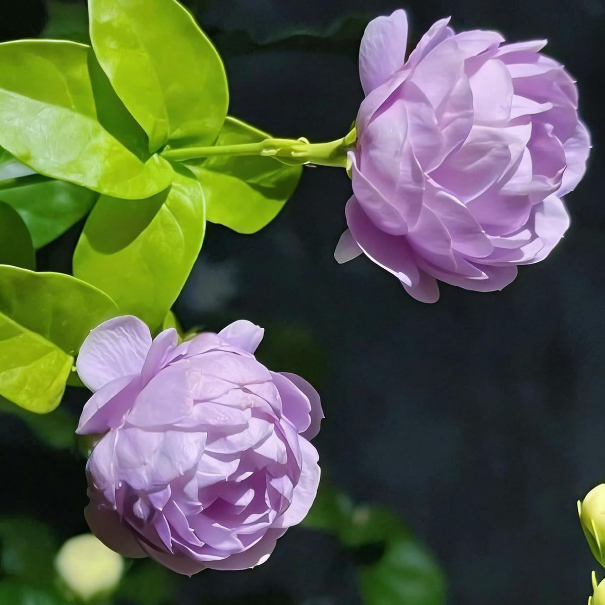 Mixrug jasmine seed sowing on loose, well-drained seed-starting medium