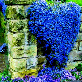 Mixrug lavender-blue flowers bloom in early summer for color