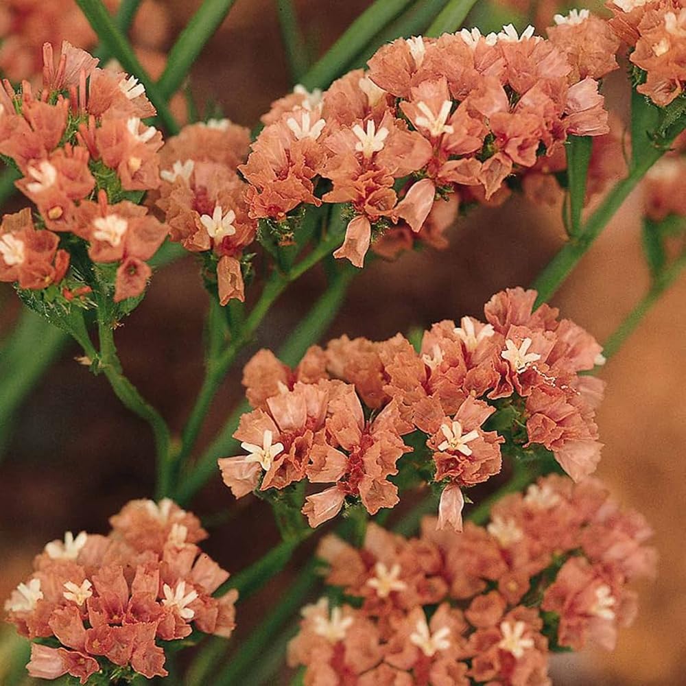 Mixrug statice flowers forming tall, eye-catching clusters