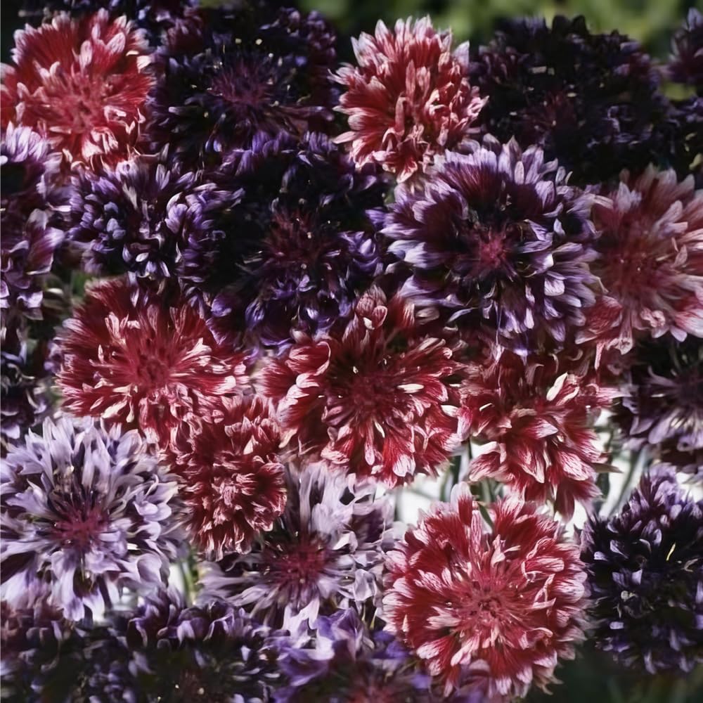 Mixrug long-lasting-cut-flowers for fresh bouquets from garden
