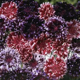 Mixrug long-lasting-cut-flowers for fresh bouquets from garden