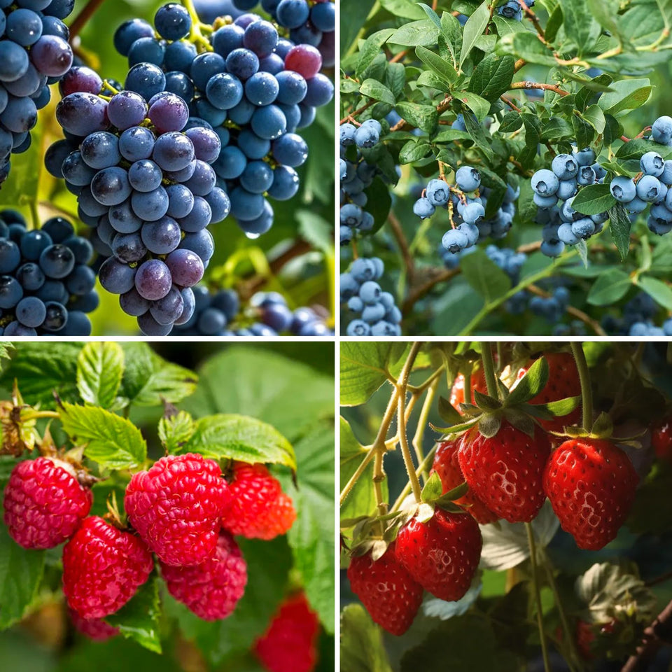 Mixrug Mix Berry Seeds Kit packaging, ideal starter for a home fruit garden.