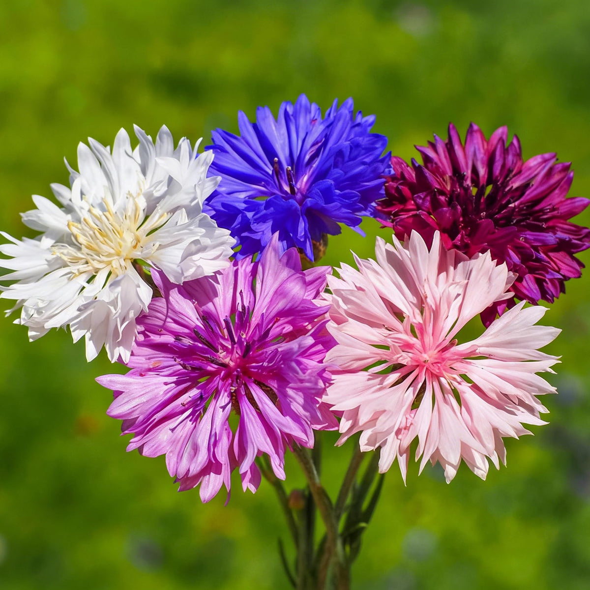 Mixrug Mix Cornflower Seeds pack showing diverse color options for planting.
