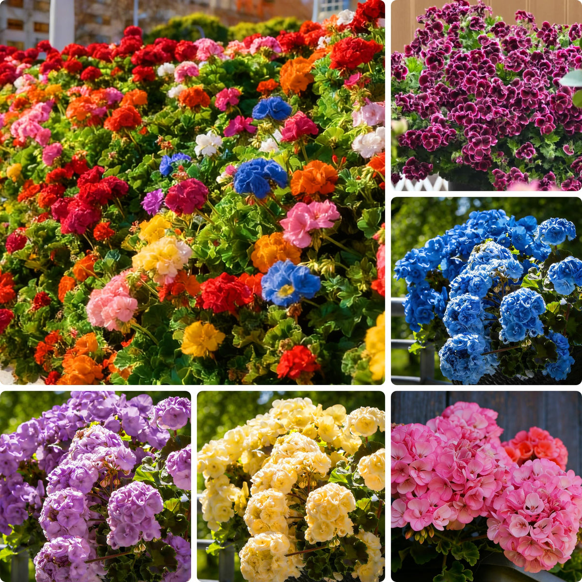 Mixrug Mix Double Geranium Seeds bag shows vibrant blooms for colorful borders.
