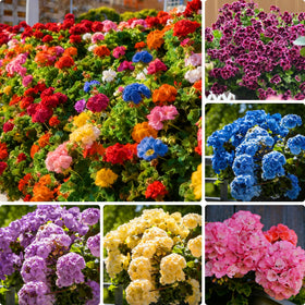 Mixrug Mix Double Geranium Seeds bag shows vibrant blooms for colorful borders.