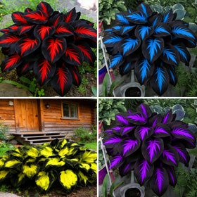 Mixrug Hosta seeds variety collection for shaded gardens