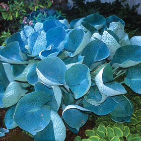 Mixrug hosta varieties include blue-green and variegated colors for palette variety.