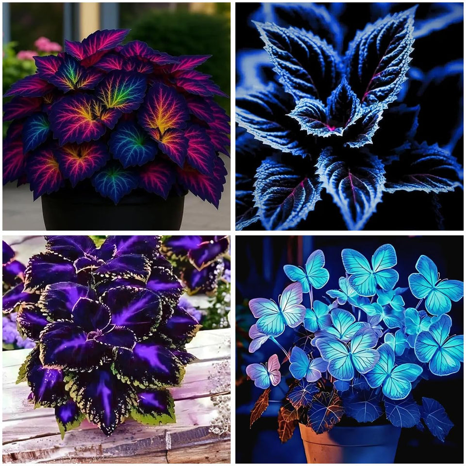 Mixrug mixed coleus seeds packaging shows ready-to-plant presentation for vibrant foliage.