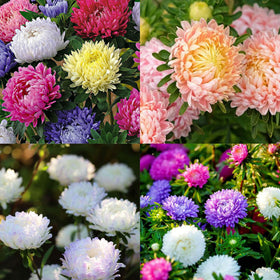 Mixrug mixed color chrysanthemum seeds for vibrant borders and color.