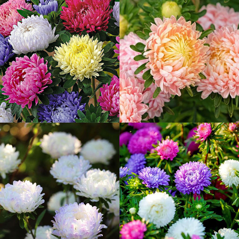 Mixrug mixed color chrysanthemum seeds for vibrant borders and color.