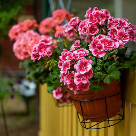 Mixrug non-GMO heirloom geranium seeds symbolize adaptable, easy-to-grow plants.