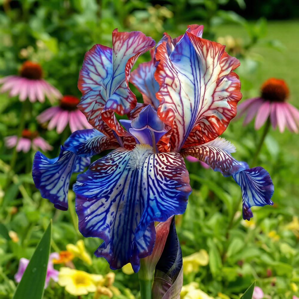 Mixrug non-GMO heirloom iris seeds support diverse garden heritage.