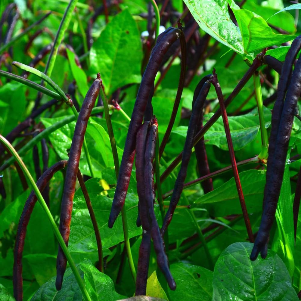 Mixrug non-GMO heirloom seeds designed for reliable growth in U.S. home gardens.