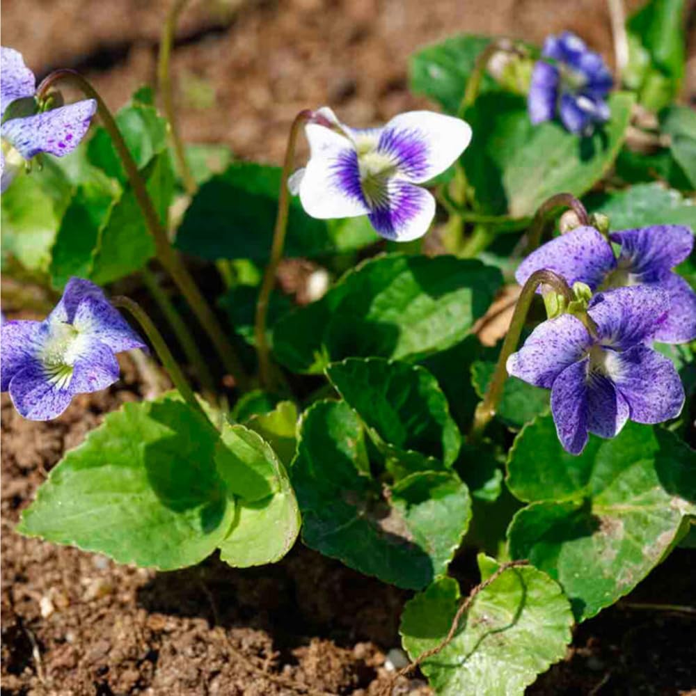 Mixrug open-pollinated viola seeds packaged for home sowing.