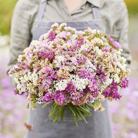 Mixrug outdoor statice seeds thrive in full sun and warm climates
