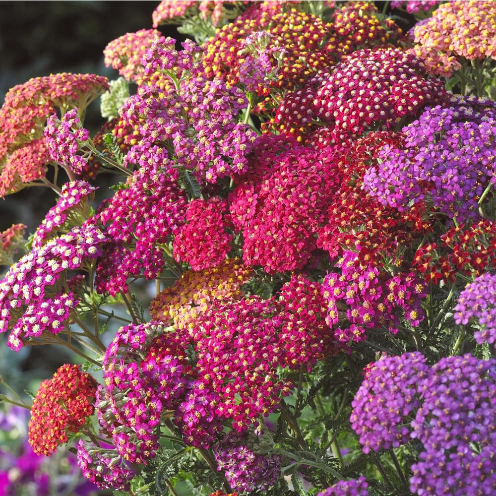 Mixrug Moonshine and Pastels mix creates varied texture in outdoor beds