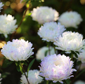 Mixrug perennial chrysanthemum plants provide year-round garden color.