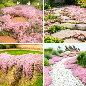 Mixrug pink creeping thyme seeds forming dense ground-cover mats for fragrance