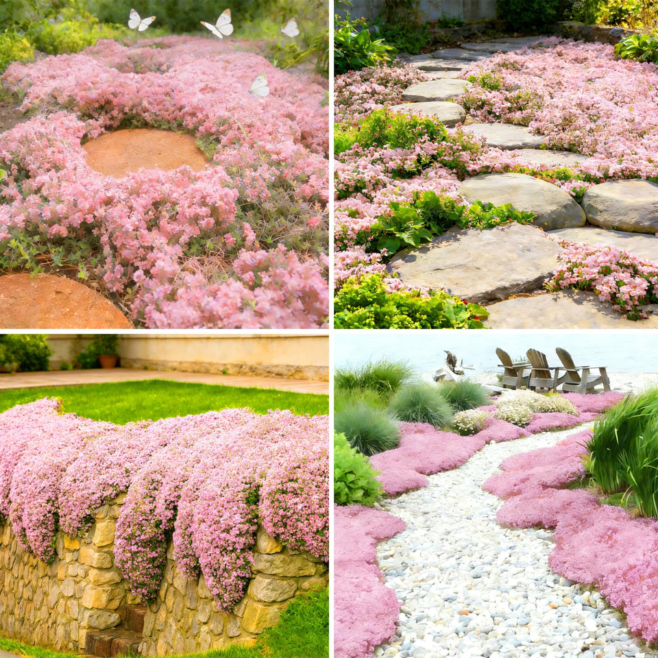 Mixrug pink creeping thyme seeds forming dense ground-cover mats for fragrance