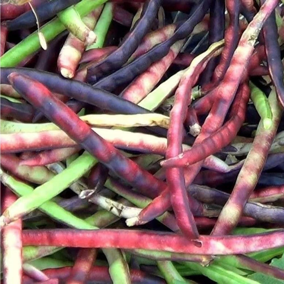 Mixrug Pinkeye purple hull cowpeas seeds for home planting and reliable yields.