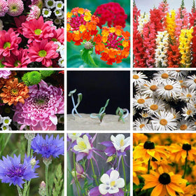 Mixrug plantable gift set adds an eco-friendly touch to events.