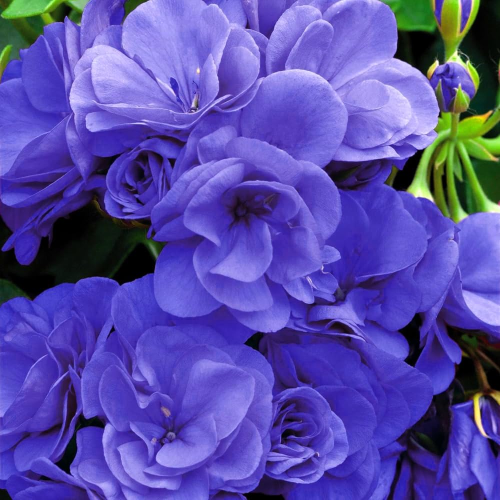 Mixrug pollinator-attracting geranium seeds support bees and butterflies in borders