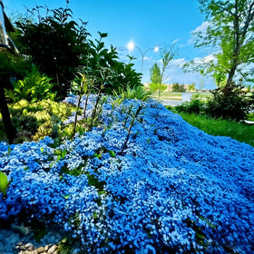 Mixrug pollinator-friendly thyme that resists deer and rabbits