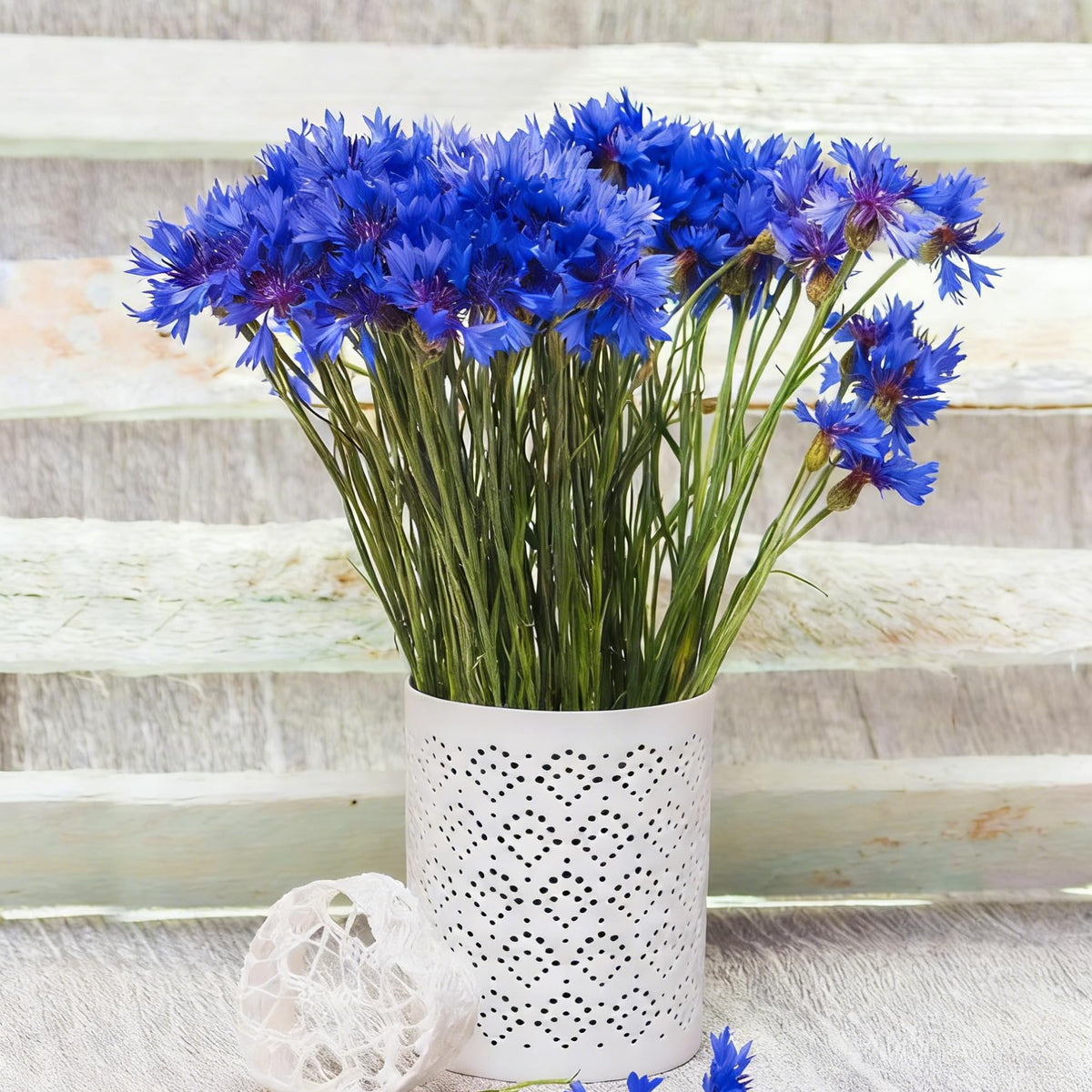 Pollinator-friendly Mixrug cornflowers attract bees and butterflies.