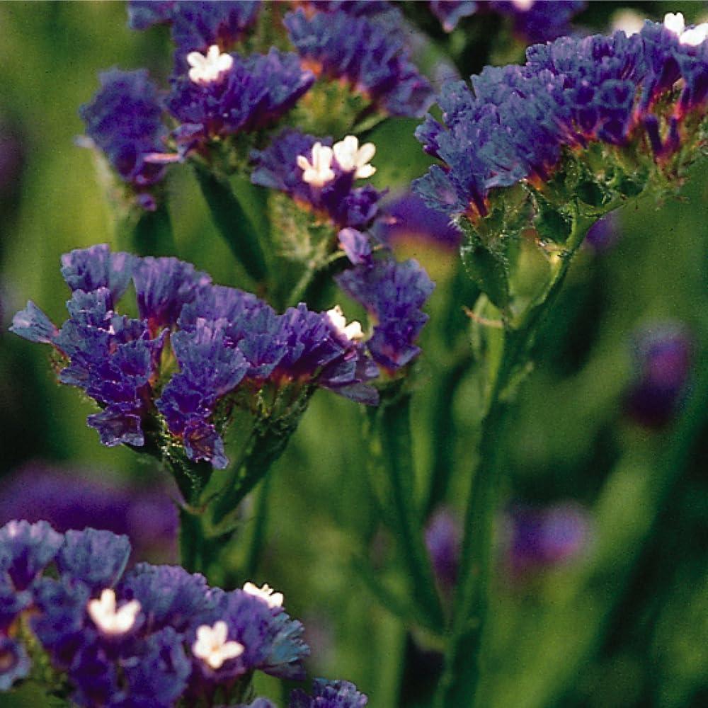 Mixrug pollinator-friendly statice adds butterflies and bees to your garden