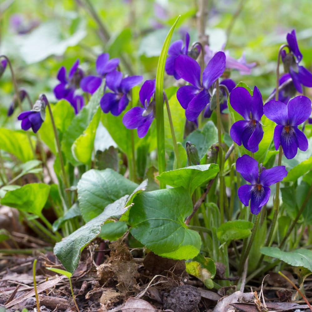 Mixrug viola attracts bees and butterflies, supporting pollinator-friendly gardens.