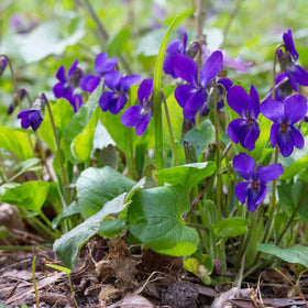 Mixrug viola attracts bees and butterflies, supporting pollinator-friendly gardens.