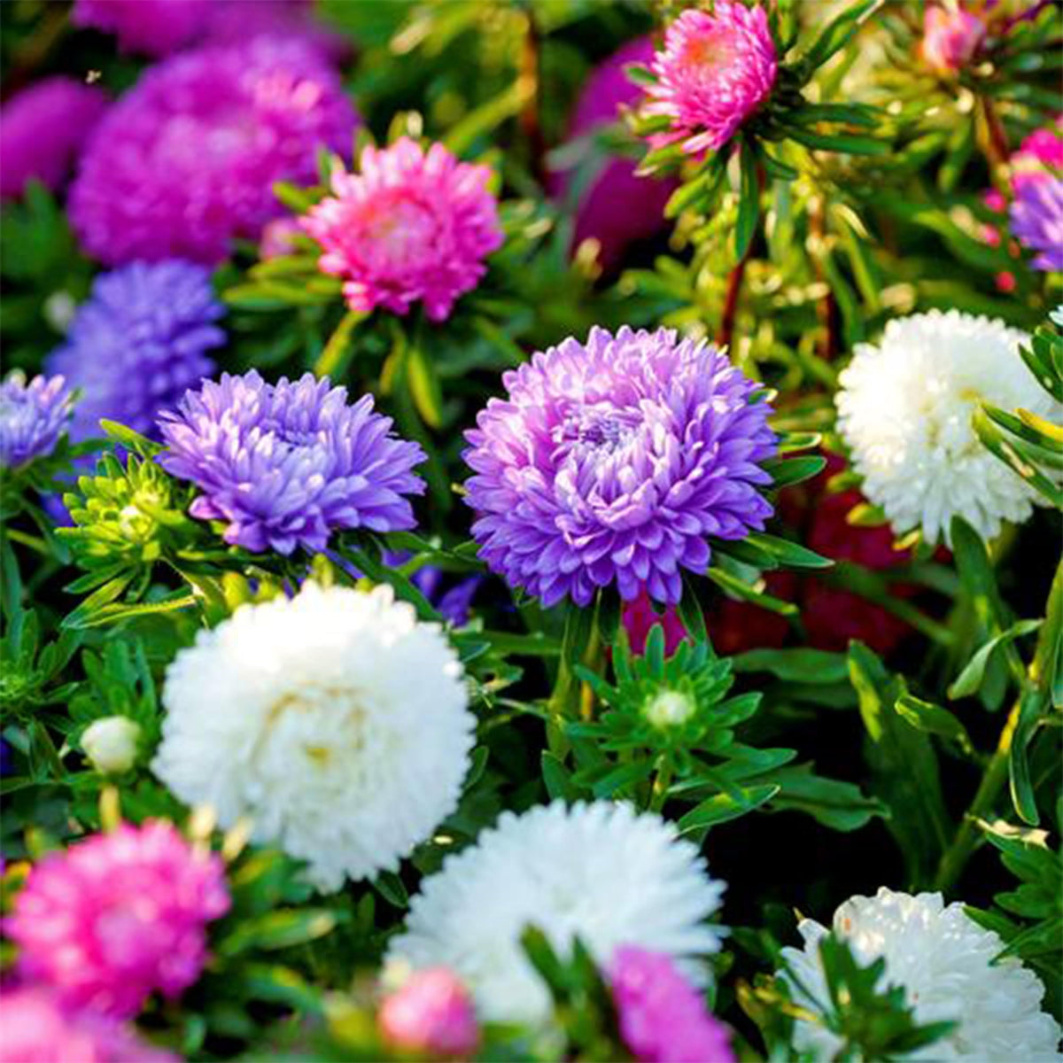 Mixrug pollinator-friendly wildflowers attract hummingbirds and bees.