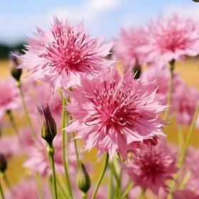 Close-up of rare dwarf cornflowers blooming from Mixrug mix.