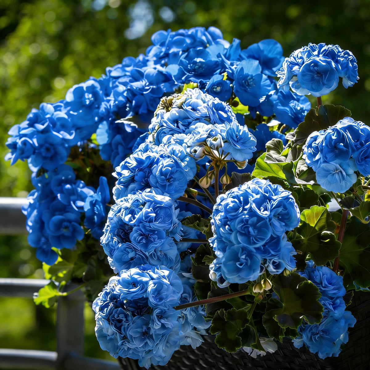 Mixrug rare perennial geranium seeds promise multi-season color for pollinator gardens.