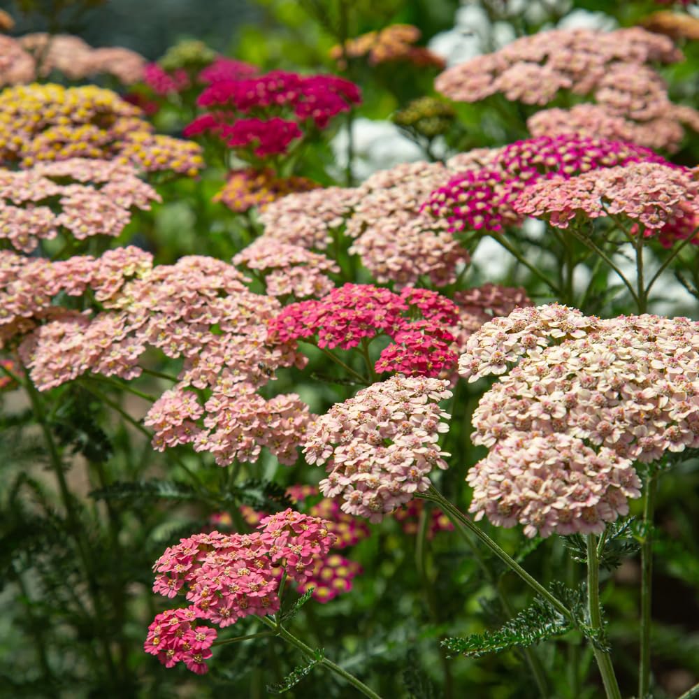 Mixrug non-GMO heirloom yarrow seeds for reliable perennial color