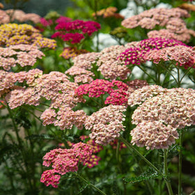 Mixrug non-GMO heirloom yarrow seeds for reliable perennial color