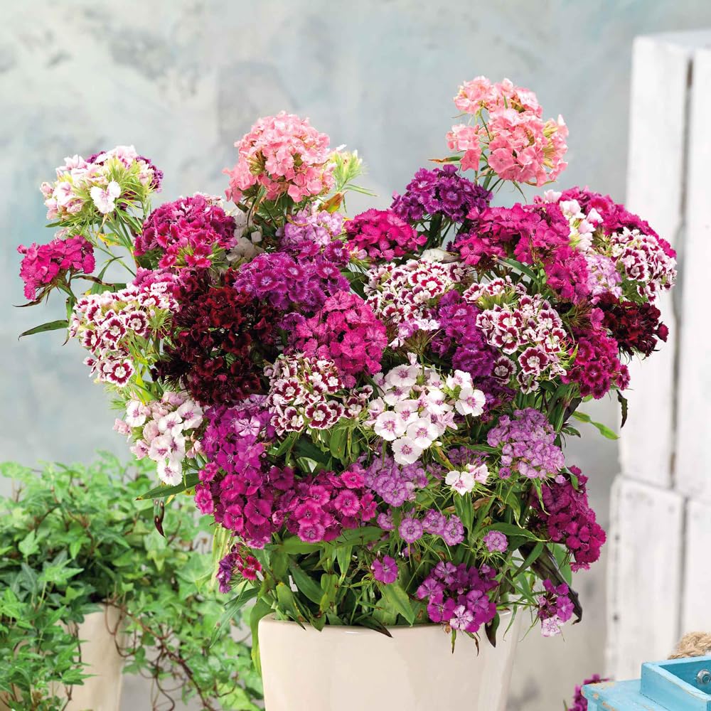 Mixrug seeds start indoors for strong spring transplants.
