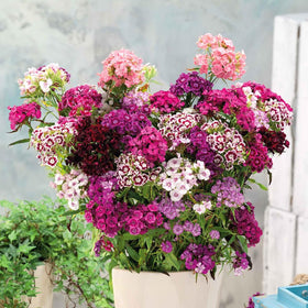 Mixrug seeds start indoors for strong spring transplants.