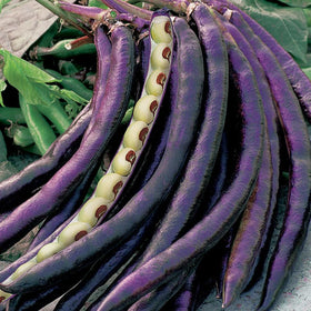 Mixrug southern heirloom cowpeas open-pollinated seeds versatile for fresh or preserved use.